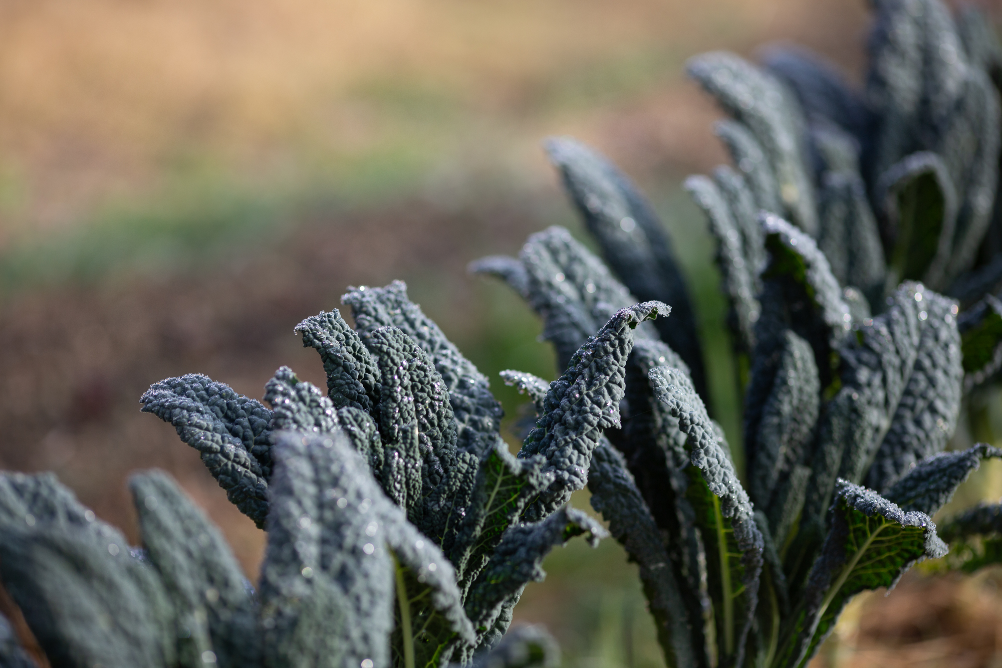 Black cabbage from the farm