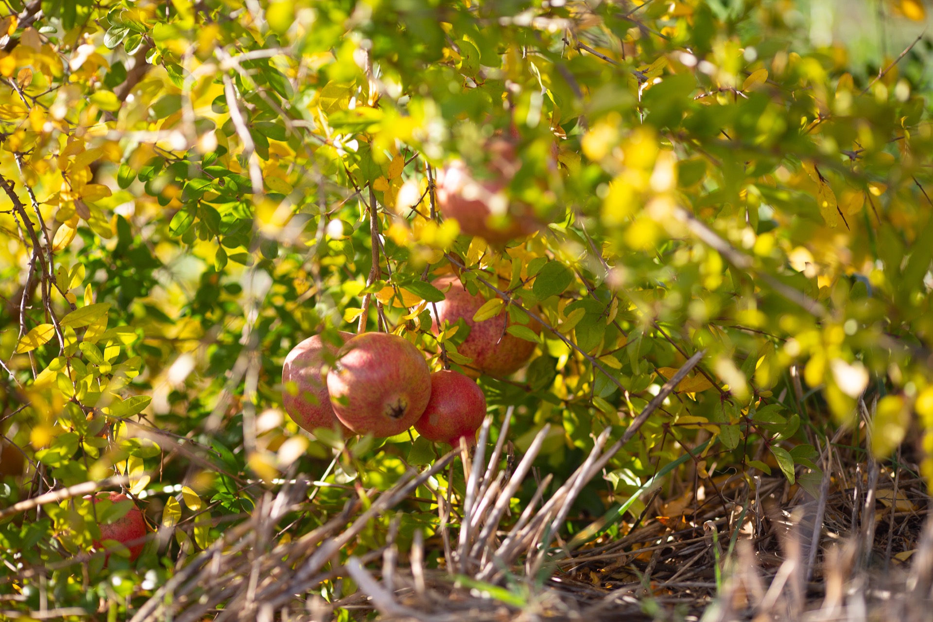 Fruit at Ca' Leone
