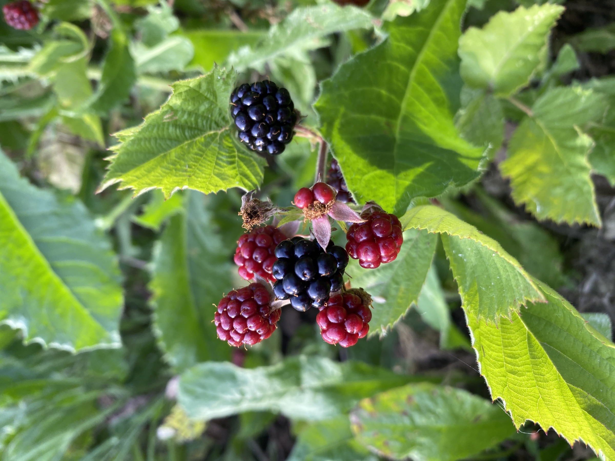 Blackberries at Ca' Leone
