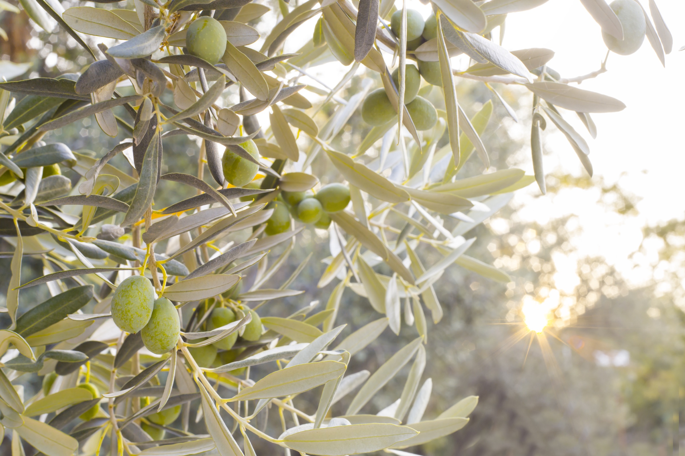 Olive grove at Ca' Leone