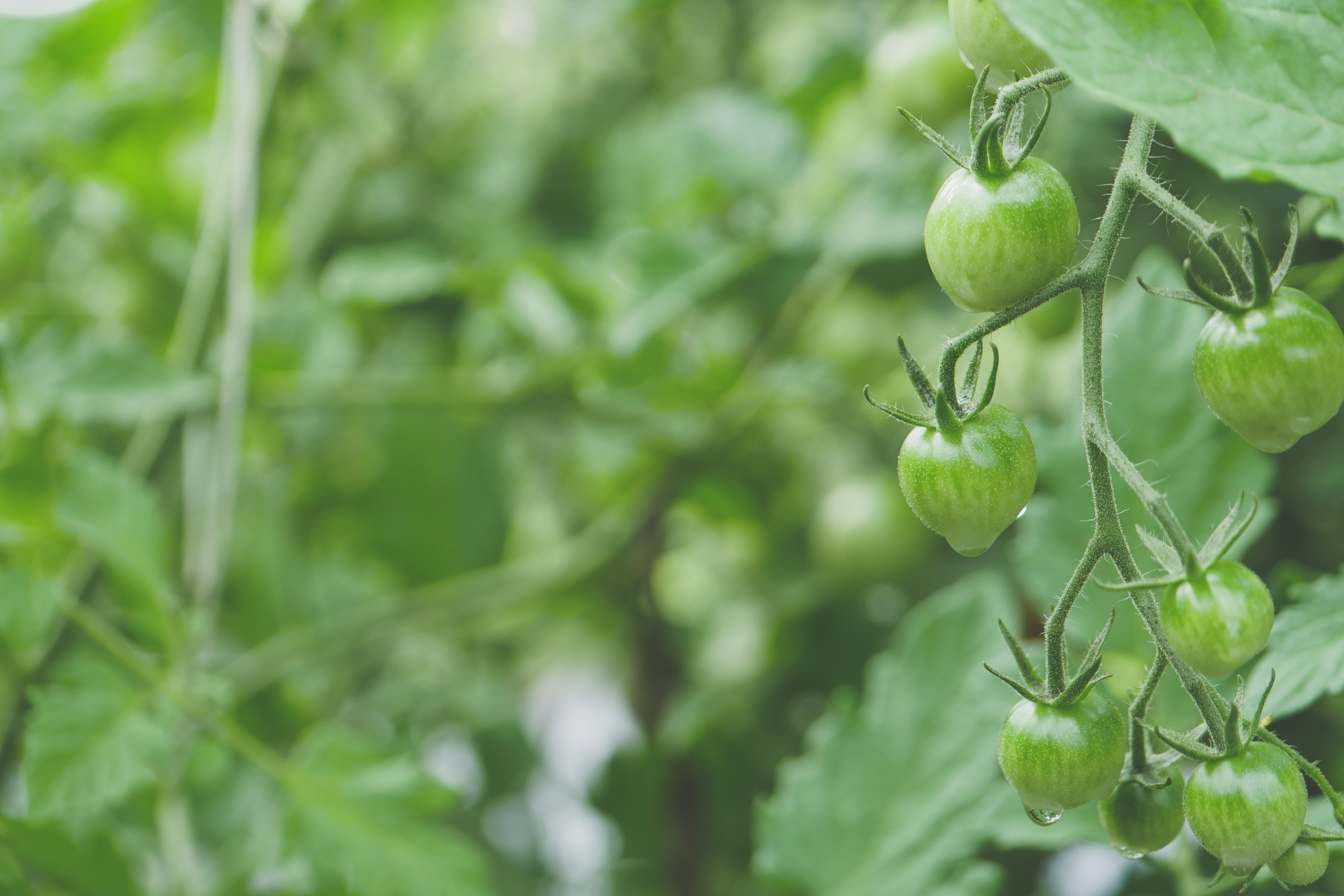 Summer vegetable garden at Ca' Leone